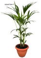 Howea Forsteriana
